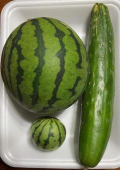R7.10.5野菜の収穫ミニスイカと胡瓜 R7.10.5野菜の収穫ミニスイカと胡瓜の写真