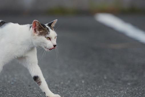 一点を見つめて歩く牛柄猫 牛柄猫,cawcat,ハチワレ猫の写真素材