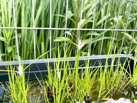 シラサギカヤツリ シラサギカヤツリ 花,植物,ビオトープの写真素材