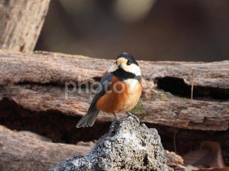 小根山野鳥の森で撮ったヤマガラ バードウォッチング,野鳥,小鳥の写真素材
