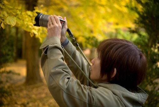 ＜素材＞イチョウ並木で旅行写真を撮る女性 女性,紅葉,イチョウの写真素材
