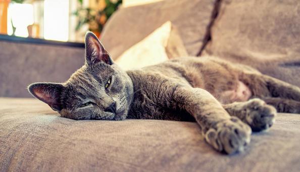 ソファでくつろぐ猫 ソファでくつろぐ猫の写真