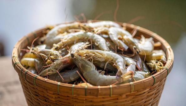 新鮮な海老の写真