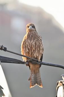 Black Kite, JPG