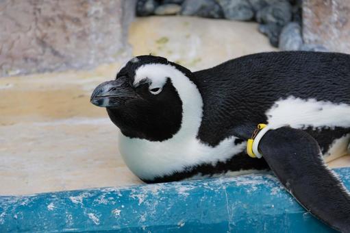 ケープペンギン ケープペンギンの写真