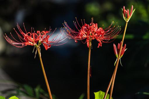 熊本-【番所の棚田の彼岸花】 熊本,番所,棚田の写真素材