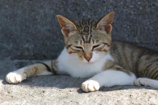 A tabby cat dozing off on a rock, JPG A tabby cat dozing off on a rock, JPG