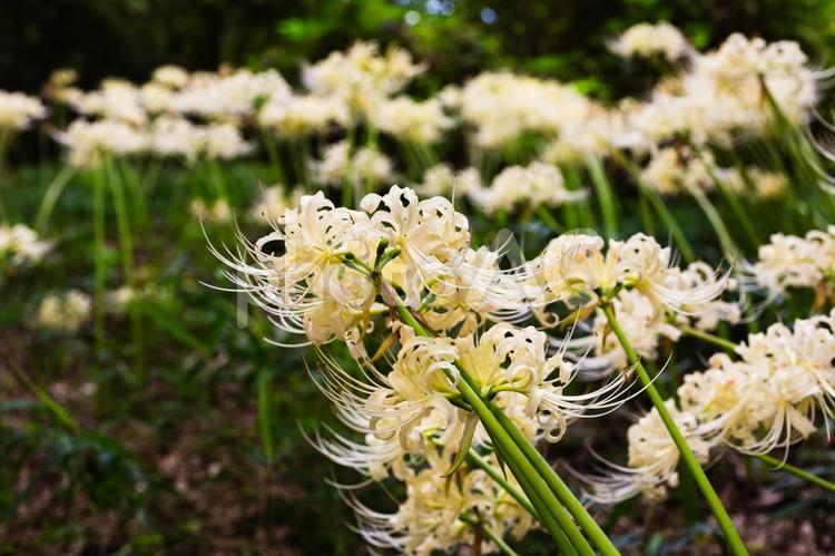 白い曼珠沙華の咲く風景 彼岸花,曼珠沙華,ヒガンバナの写真素材