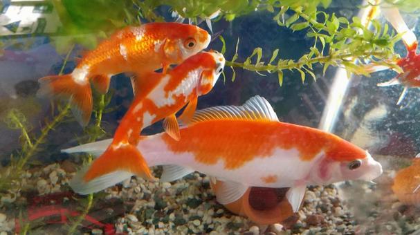 金魚と鯉 金魚と鯉の写真