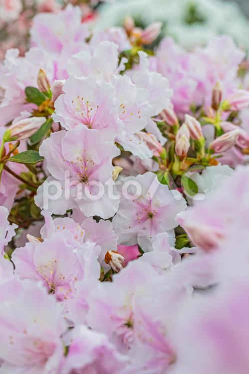 札幌　百合が原公園の温室の花 北海道,札幌,札幌市の写真素材