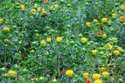 Photo, safflower hata, safflower, red, 