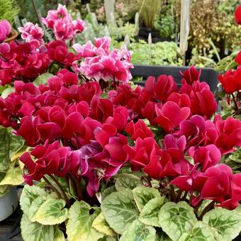 花★シクラメン(赤) 花★シクラメン(赤)の写真