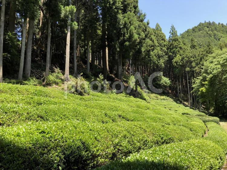 新緑の茶畑 滋賀・奥永源寺の風景 滋賀,奥永源寺,政所茶の写真素材
