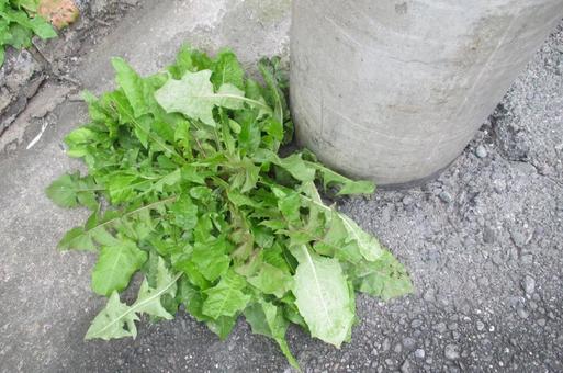 ど根性植物と電柱 植物,タンポポ,緑色の写真素材