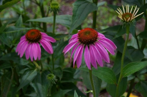 ムラサキバレンギク ムラサキバレンギク ムラサキバレンギク,紫馬簾菊,エキナセア・パープレアの写真素材