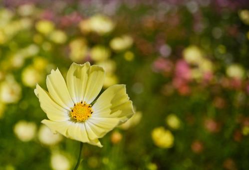Cosmos flowers blooming vividly on a clear autumn day, JPG Cosmos flowers blooming vividly on a clear autumn day, JPG