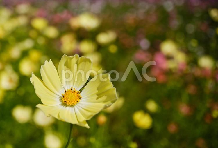 秋晴れの日に鮮やかに咲くコスモスの花 風景,コスモス,花の写真素材