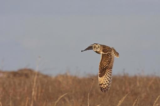 コミミズクの写真