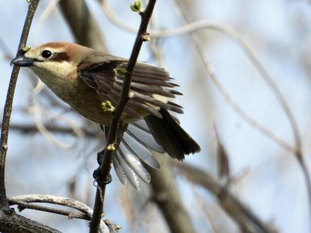 ポーズをとるモズの写真