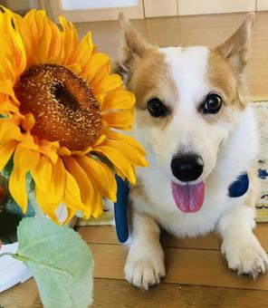 スマイルの写真