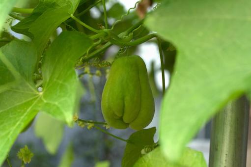 センナリウリ センナリウリ,千成瓜,ハヤトウリの写真素材
