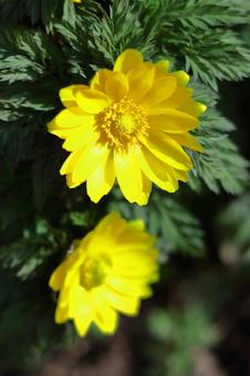 Flowers that bring happiness Flowers that bring happiness
