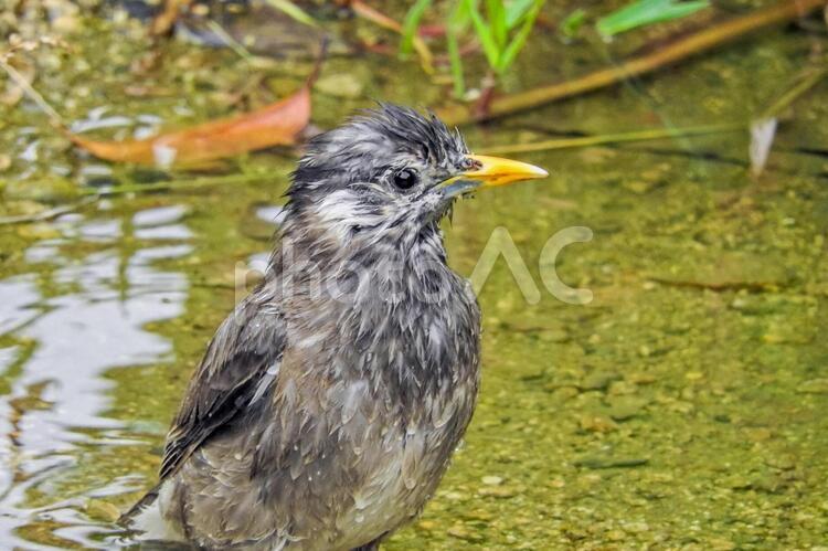 ずぶ濡れのムクドリ ずぶ濡れ,ムクドリ,動物の写真素材