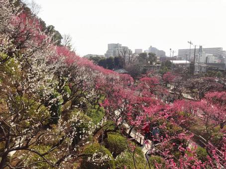 池上梅園の梅 池上梅園の梅 池上梅園,池上,梅園の写真素材