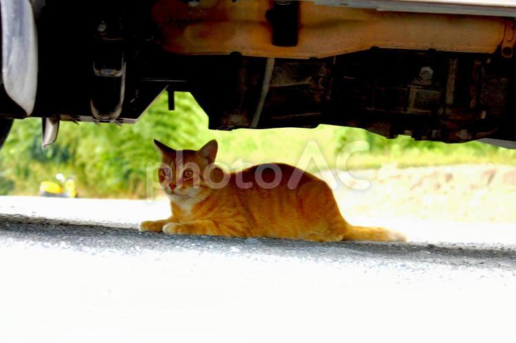 車の下で休む野良猫 ネコ,猫,catの写真素材