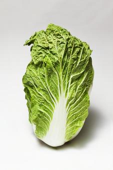 白菜1 白菜1 新鮮,野菜,生の写真素材
