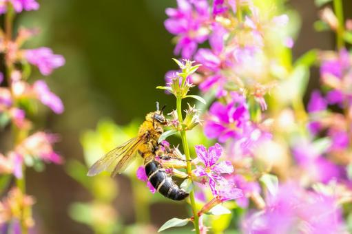 キンケハラナガツチバチ⑼の写真