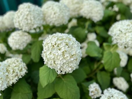白い紫陽花 白い紫陽花の写真