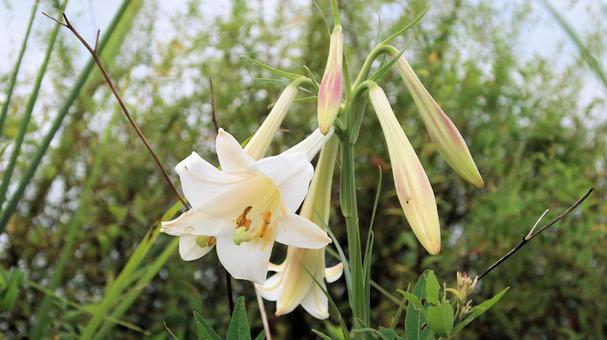 夏の花 シンテッポウユリ 夏の花 シンテッポウユリ 百合,花,夏の写真素材