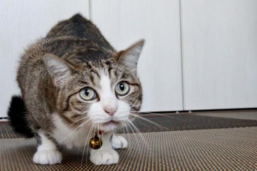 猫 猫の写真