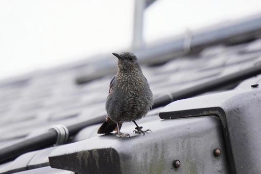 イソヒヨドリ イソヒヨドリ,ヒヨドリ,鳥の写真素材