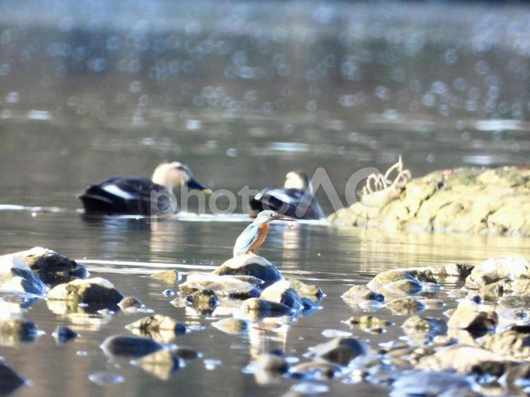 魚を咥えたカワセミ 鳥,野鳥,カワセミの写真素材