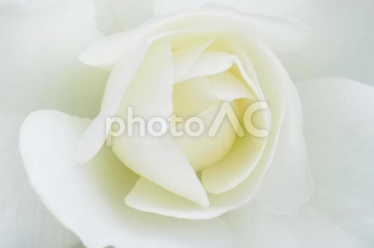 薔薇　ソフトフォーカス　 薔薇,接写,ソフトフォーカスの写真素材