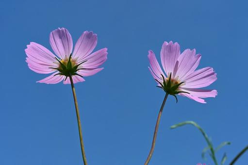 コスモス街道で撮ったコスモスの花 コスモス街道で撮ったコスモスの花の写真