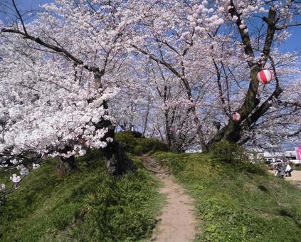 桜の咲く道 桜の咲く道の写真