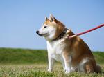 公園の柴犬：② 犬,柴犬,日本犬の写真素材