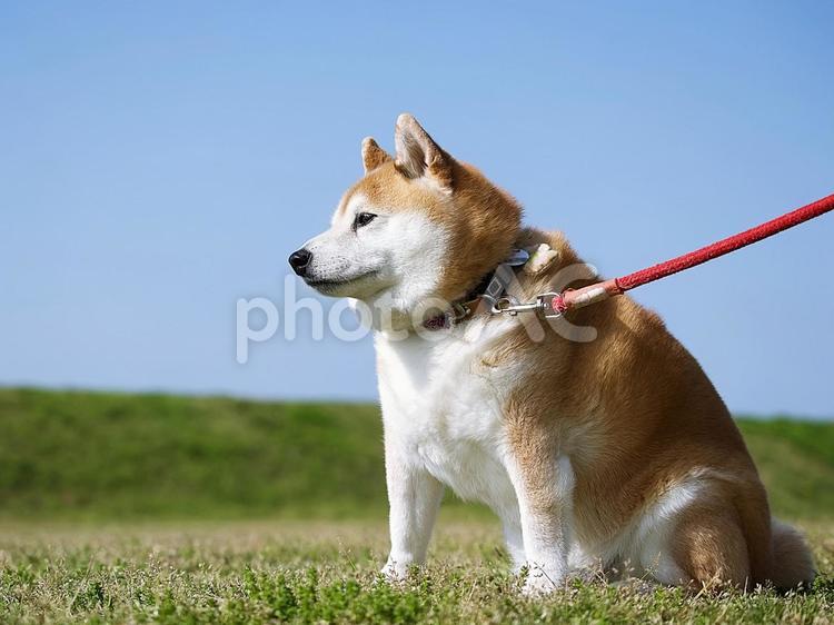 公園の柴犬：② 犬,柴犬,日本犬の写真素材