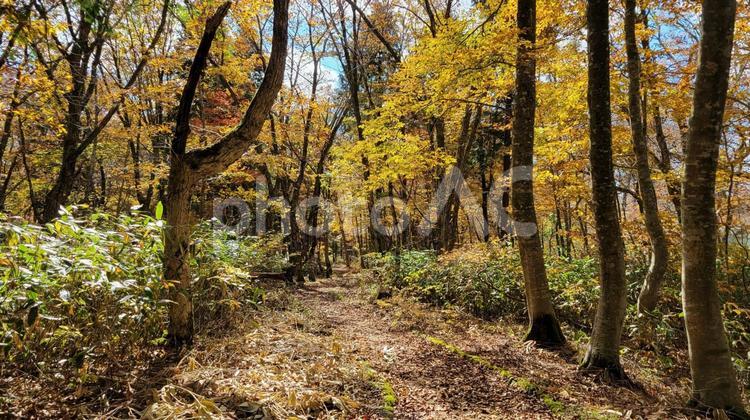 奥大山　紅葉の森林 落ち葉,遊歩道,山道の写真素材