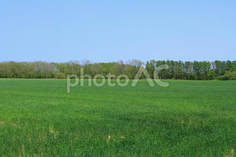 新緑の草原 緑,草原,空の写真素材