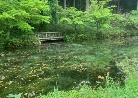 モネの池 モネの池 モネの池,岐阜県,青の写真素材