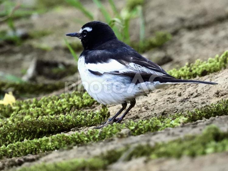 川辺に立つセグロセキレイ 鳥,野鳥,セグロセキレイの写真素材