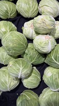Photo, vegetables, plateau cabbage, tsumagoi, 