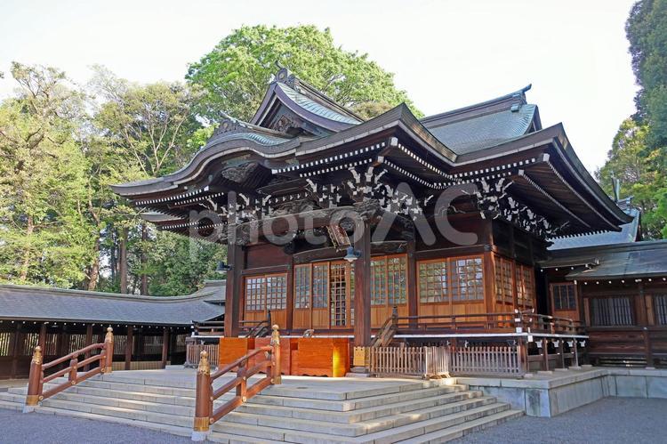 井草八幡宮（杉並） 井草八幡宮,八幡大神,応神天皇の写真素材