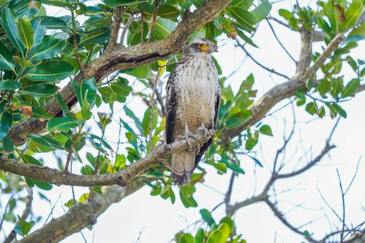 カンムリワシ カンムリワシの写真