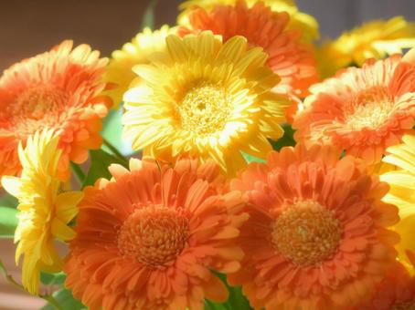 ガーベラの花束 ガーベラの花束 ガーベラ,黄色,オレンジの写真素材