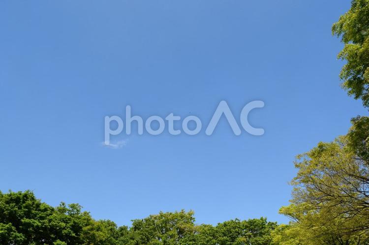 新緑の木々と青空 新緑,木,青空の写真素材